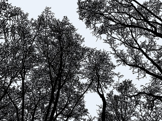 Vector image of trees silhouettes in the winter forest