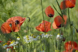 mohnblumen