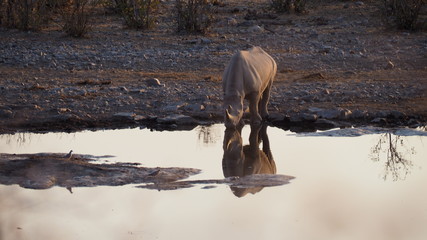 Rhino Drinking