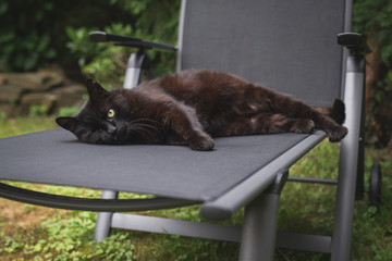 black domestic shorthair cat lying on a deck chair relaxing in the back yard