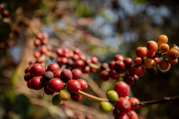close up green yellow and red of organic coffee seed on tree branch