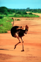 Ostrich in Tsavo East National Park