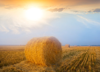 summer wheat field after a harvest at the sunset