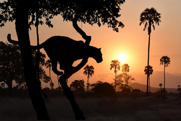 leopard silhoutted by sunset