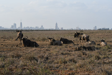 Wildebeest with Nairobi skyline in the background