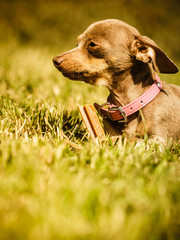 Little dog playing outside