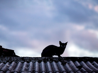 Silhouette of black cat on the roof in twilight on background of cloudy sky
