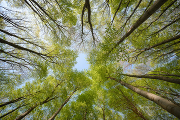 Beautiful forest scene, bottom view of tall trees
