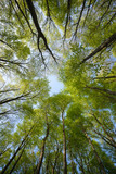 Beautiful forest scene, bottom view of tall trees