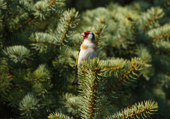 European goldfinch (Carduelis carduelis) sitting on the branch of fir tree
