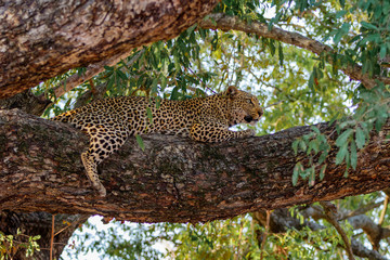 Leopard female resting in a tree  in Sabi Sands Game Reserve in the Greater Kruger Region  in South Africa
