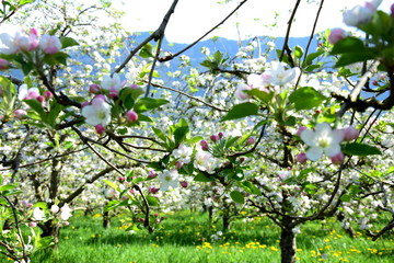 Apfelbäume in Blüte - Streuobstwiese