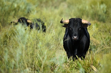toro negro