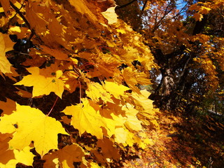 Yellow leaves in autumn in Sunny weather. Details and close-up.