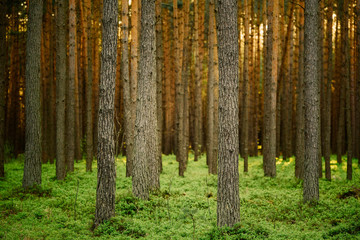 Pine trunks is pine forest with bilberry sheathing. Golden hour forest.