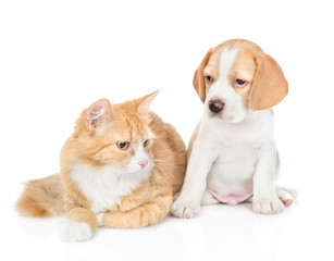 Beagle puppy and red tabby cat. isolated on white background