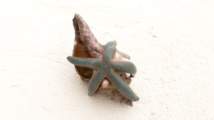 Starfish with seashell on sand