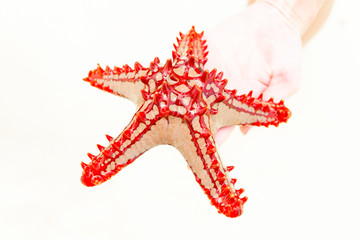 Red starfish in the hands of a tourist closeup