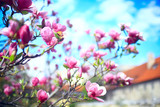 magnolia blossom spring garden / beautiful flowers, spring background pink flowers