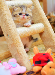 cutte persian baby kitten playing