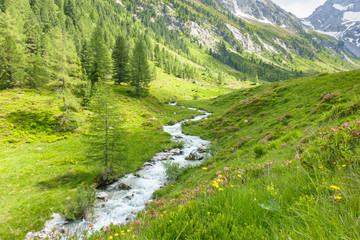 Gebirgsbach im Frühsommer in den Alpen