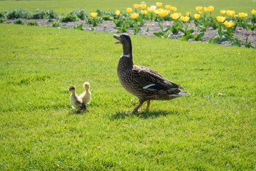 Duck with ducklings at Tuileries Garden, Paris, France