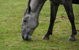 close up of head of horse gazing in the meadow
