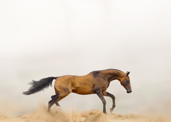 Beautiful horse in dust running alone