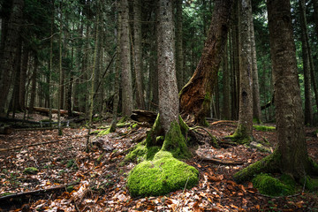 old and fallen trees, leaves covering the ground and moss in the forest