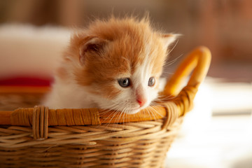 small ginger kitten in the basket in home