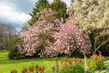Saucer magnolia tree in full blossom