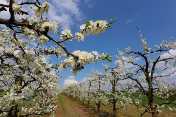 orchard with fruit trees, spring Poland