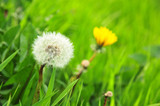 Dandelion seedhead