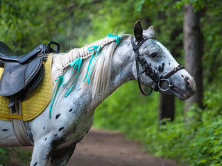 portrait of a spotted pony appaloosa with dark spots on light wool, in a bridle with a saddle and with a braided mane with ribbons against the background of a green forest