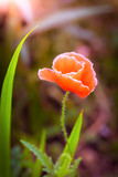 Red poppy flower against the rays of sun