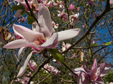 Ein Magnolienbaum in voller Blüte mit unschärfe