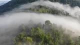 Rainforest (rain forest) jungle and clouds aerial footage
