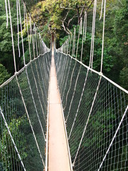 Taman Negara, Rain forest, Malaysia