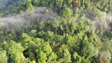 Rainforest (rain forest) jungle and clouds aerial footage
