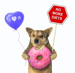 The dog holds a poster, blue balloon and a bitten pink donut. No more diet. White background. Isolated.