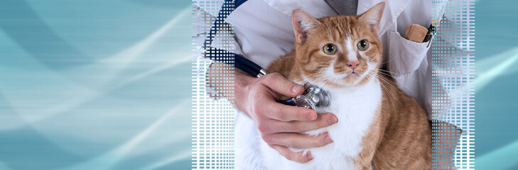 Veterinarian examining a cat. panoramic banner