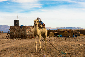 Egyptian landscape, Bedouin village and camel in Sinai desert