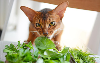Cat eating fresh green basil and parsley