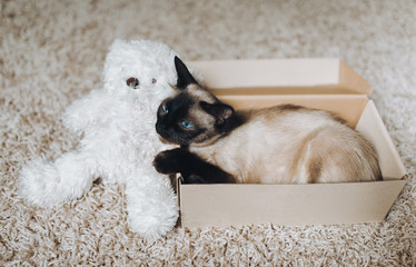 A sleepy, brown Siamese cat lies in a cardboard box on a woolen floor with a teddy white bear. Cat games and habits. Cute and beautiful pet in your home. Funny muzzle.