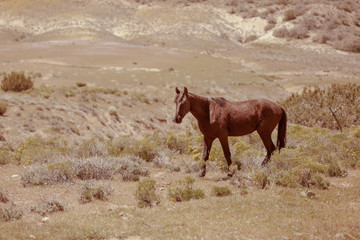 Healthy wild horses running free on the range. 