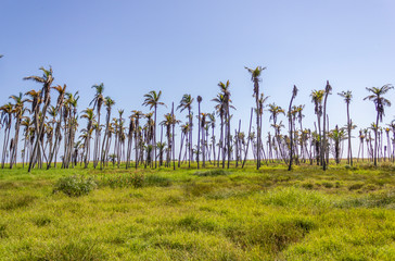 Nature of Benguela in Angola