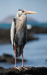 Heron standing on the rocks on the background of the ocean. The Galapagos Islands. Birds. Ecuador