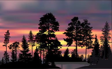 high dark trees in forest at sunset