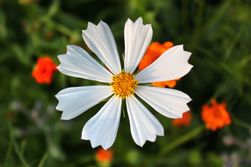 Garden cosmos flower (Cosmos bipinnatus)
