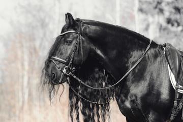 portrait of beautiful friesian stallion horse with long mane